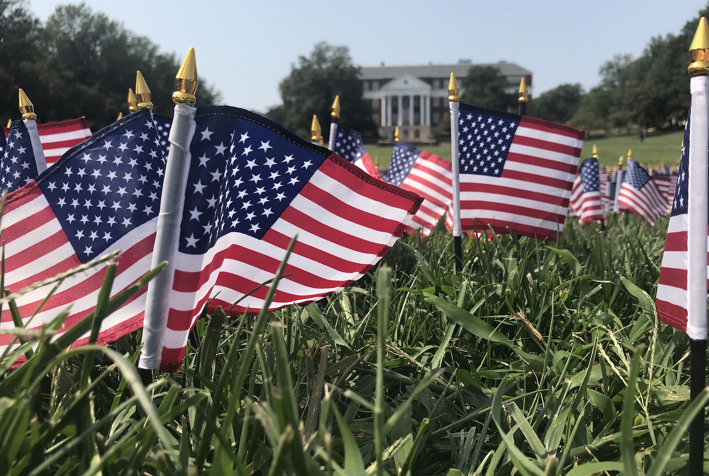 flags in the grass