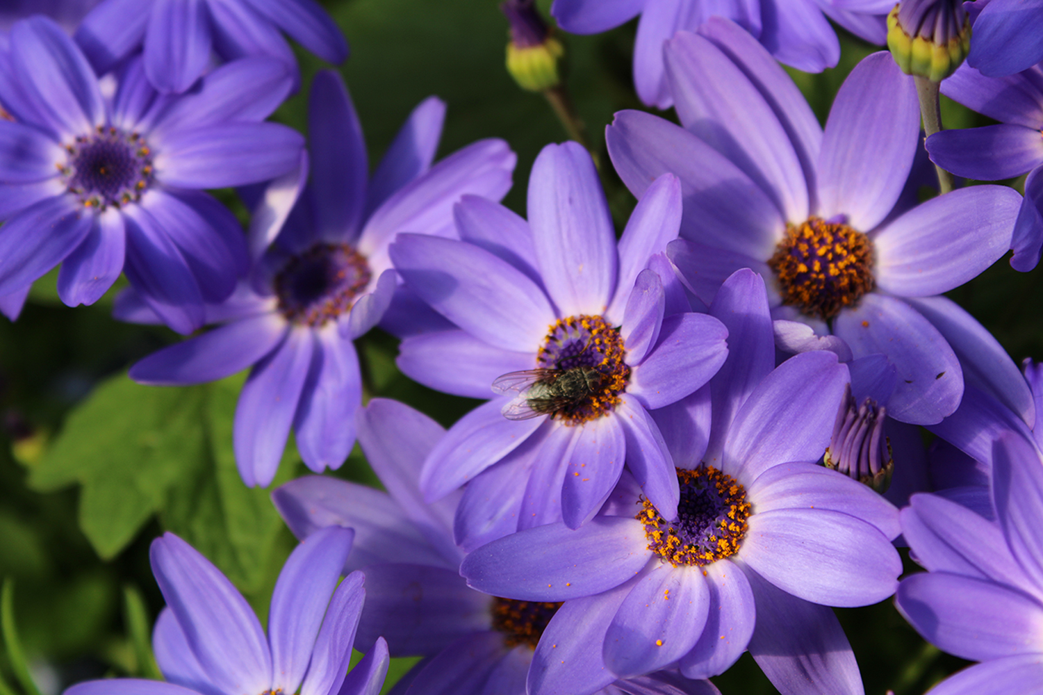 fly on purple flowers